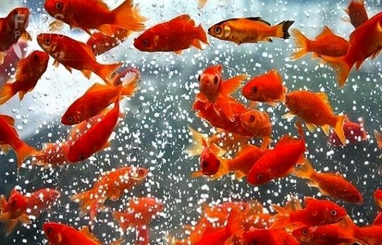 درآمد حداقل ۲۰۰میلیارد تومانی ماهی قرمز در شب عید درآمد حداقل ۲۰۰میلیارد تومانی ماهی قرمز در شب عید