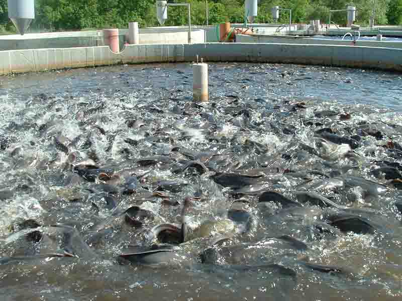 احداث بزرگترین سایت پرورش ماهی سردآبی کشور در اندیمشک