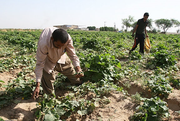 فقط ۵۵ درصد از غرامت سال زراعی گذشته کشاورزان خوزستانی پرداخت شده است