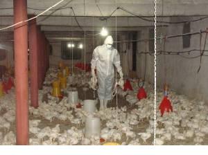 اجرای سالم سازی کود مرغی واحدهای پرورش طیور در خوزستان