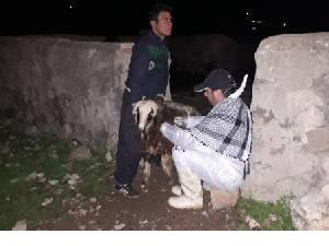 واکسیناسیون دام های خوزستان علیه بیماری آبله
