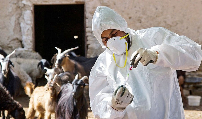 واکسیناسیون بیش از ۳ میلیون رأس دام برای کنترل آبله گوسفندی در خوزستان