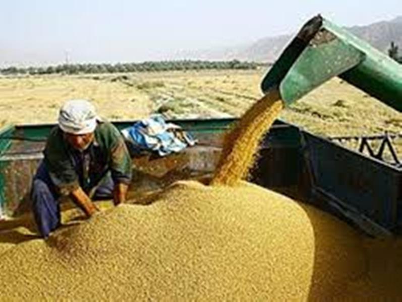 خریداری یک میلیون و ۲۰۰ هزار تن گندم از کشاورزان خوزستانی