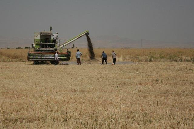 خرید ۴۳ هزار تن کلزا از کشاورزان خوزستانی