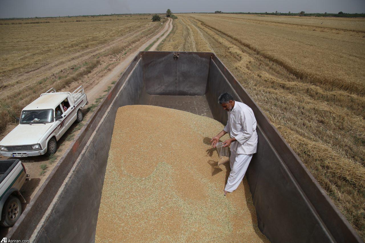 خرید ۸۱ هزار تن گندم از کشاورزان شوشتر