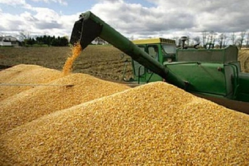 کشاورزان کشور۳۰ درصد گندم خود را به دولت تحویل ندادند