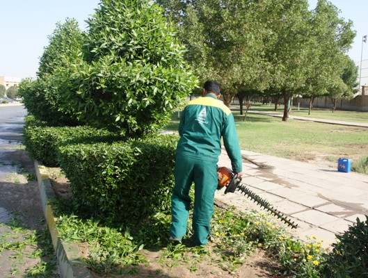 توقف کشت گیاه کنوکارپوس در خوزستان