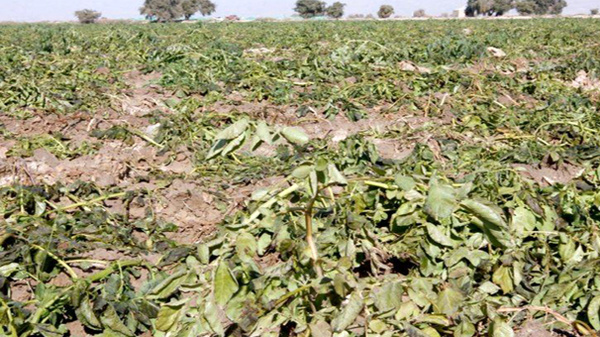 سرما بیش از۱۰هزار میلیارد ریال به کشاورزی خوزستان خسارت‌زده است
