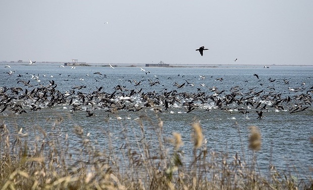 سرشماری ۱۵۰ هزار پرنده مهاجر در تالاب‌ها و آبگیرهای خوزستان