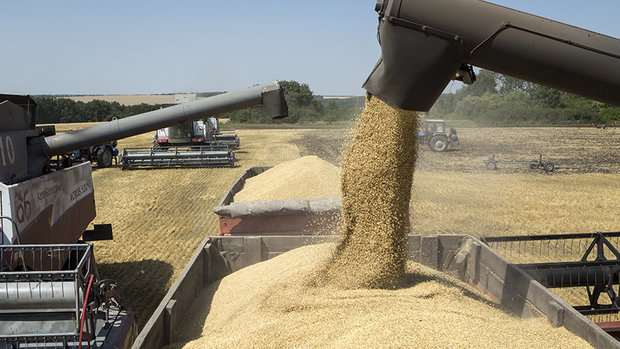 پیش بینی خرید بیش از ۴۷ هزار تن گندم و کلزا از کشاورزان گتوندی