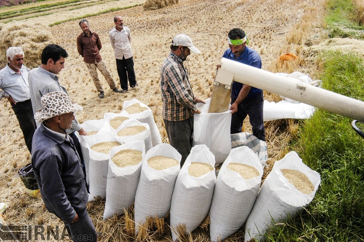 خرید توافقی شلتوک از کشاورزان خوزستانی به ۶۵هزار تن‌رسید