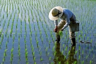 ممنوعیت کشت برنج در حوضه‌های مارون – جراحی و زهره‌ – هندیجان