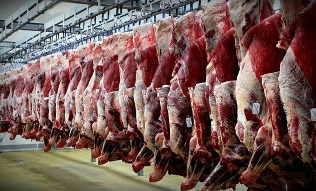 قاچاق دام عامل گرانی گوشت قرمز