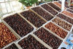 خرید بیش از ۶۵۰ تن خرما از نخلداران خوزستانی