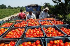 مطالبات گوجه‌کاران خوزستانی پرداخت شد