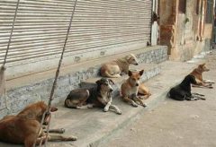 شهرداری فکری برای سگ‌های بلاصاحب نکند، شکایت می‌کنیم