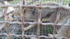 زنده گیری و رها سازی یک قلاده روباه در دزفول