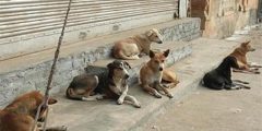 اختصاص ۵ هکتار زمین در اهواز برای ساماندهی سگ‌های ولگرد
