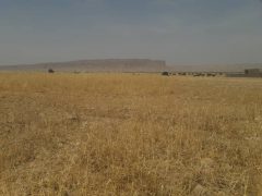 مزارع دیم گتوند بر اثر خشکسالی دچار خسارت شد