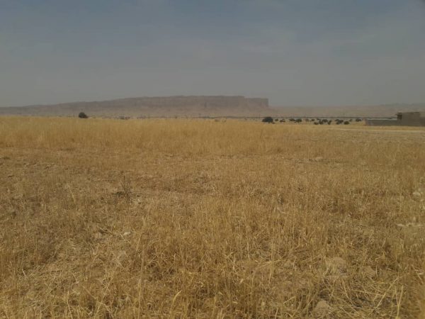 مزارع دیم گتوند بر اثر خشکسالی دچار خسارت شد