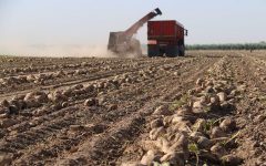 وزارت کشاورزی از توسعه کشت چغندر قند در خوزستان حمایت می‌کند