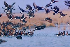پایش آنفولانزای فوق حاد پرندگان در خوزستان