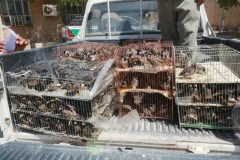 ۲۱۰ قطعه پرنده زینتی قاچاق در آبادان کشف شد