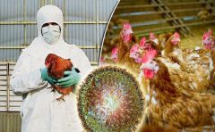 آنفولانزای فوق حاد پرندگان، ویروسی پیچیده و درحال تکامل