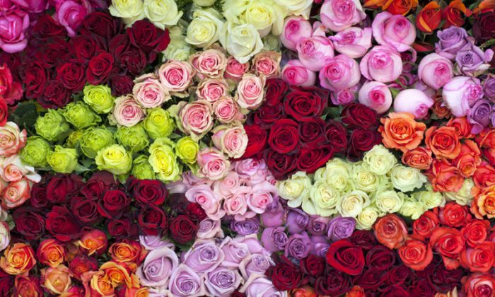پیشگیری از سرطان و بیماری‌های قلبی با بوییدن گل رز