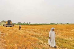 نخستین بخش مطالبات کشاورزان گندمکار خوزستان همزمان با سفر رییس جمهور به استان پرداخت شد
