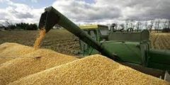 پیش بینی خرید بیش از هشت میلیون تن گندم از کشاورزان