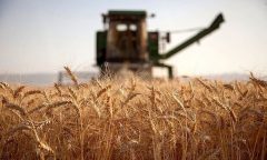 افزایش میزان پرداخت مطالبات کشاورزان گندم کار در خوزستان