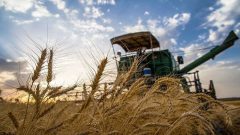 خرید بیش از ۷۴۶ هزار تن گندم و کلزا از کشاورزان خوزستان