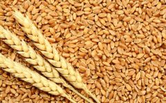 خرید بیش از یک میلیون و ۶۴ هزار تن گندم و کلزا از کشاورزان خوزستان