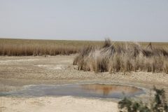 تبخیر شدید آب تالاب‌های خوزستان و تهدید اکوسیستم