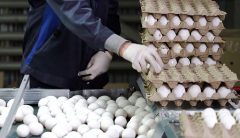 صف خرید تخم مرغ در میادین میوه و تره بار! / آیا عرضه تخم مرغ کم شده؟