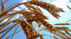 تولید یک میلیون و ۸۰۰ هزار تن گندم، رکورد تاریخی برای خوزستان