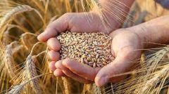 خوزستان سالانه به بیش از ۱۰۰ هزار تن گندم بذری نیاز دارد