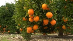 پیگیری برای ثبت جهانی پرتقال دزفول