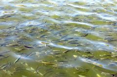 تولید و رهاسازی بیش از ۶ میلیون قطعه بچه ماهی در خوزستان