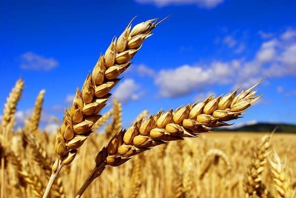خرید بیش از ۵۶۰ هزار تن گندم از کشاورزان خوزستان