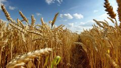 خرید بیش از ۷۱۷ هزار تن گندم از کشاورزان خوزستان