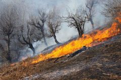 مهار آتش سوزی در جنگل‌های مناطق حفاظت‌شده پارک ملی کرخه