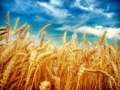خرید بیش از یک میلیون تن گندم از کشاورزان خوزستان