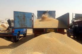 خریداری بیش از یک میلیون و ۳۷۵ هزار تن گندم از کشاورزان خوزستانی