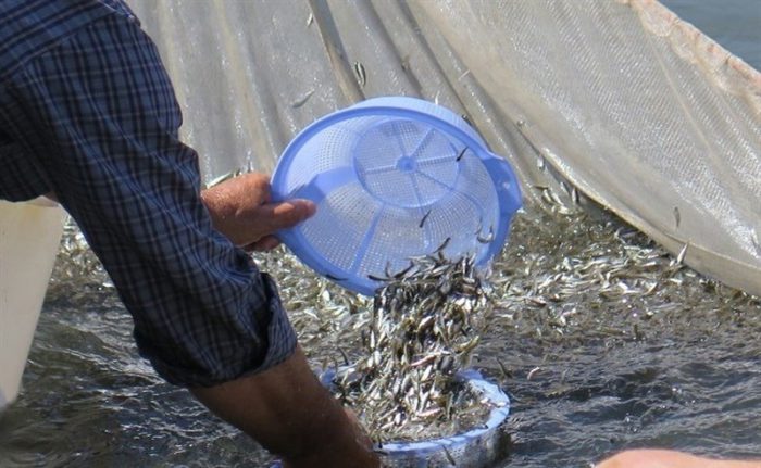 تالاب بامدژ اهواز میزبان ۴۴۰ هزار قطعه بچه ماهی